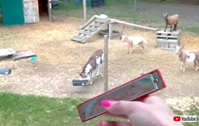 donkeysings1_640