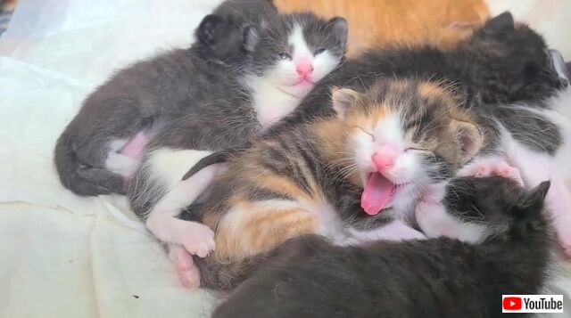 cutestkittens3_640
