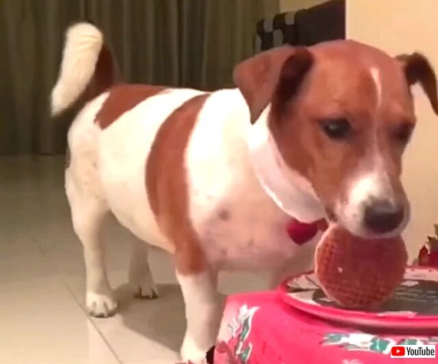 doggo4_640