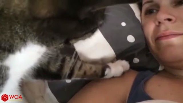 catsmorningcall5_e