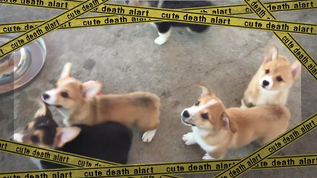 corgi-f [www-frame