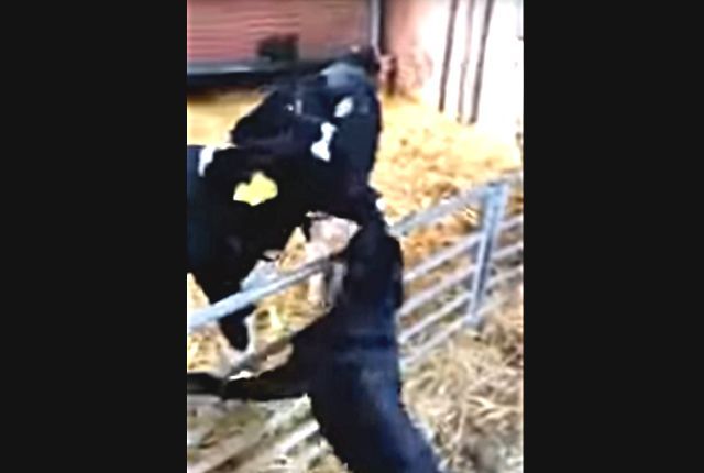 cowdog4