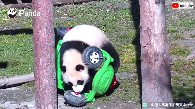 jdrivingpanda4_640