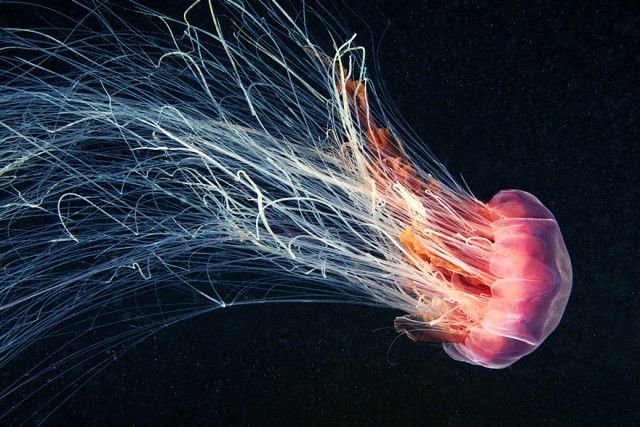 underwater-jellyfish-alexander-semenov-aquatis-5-2_e