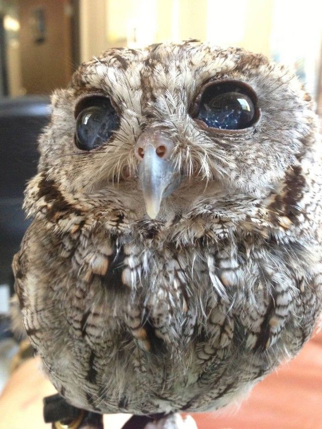 owl-photography-33__880_e