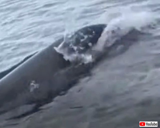 dolphinjuggling1_640