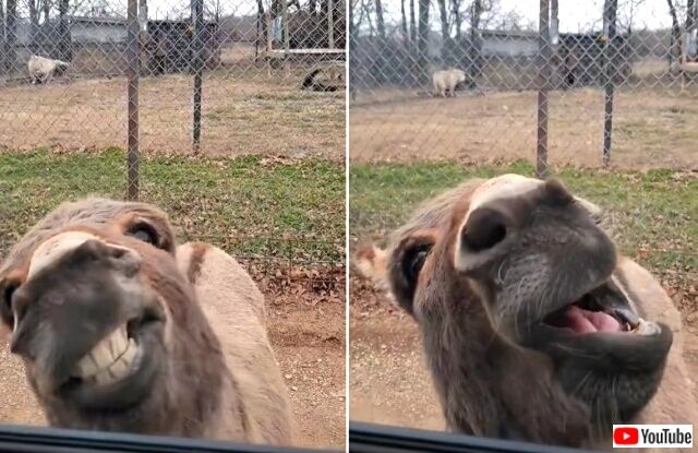 donkey6_640