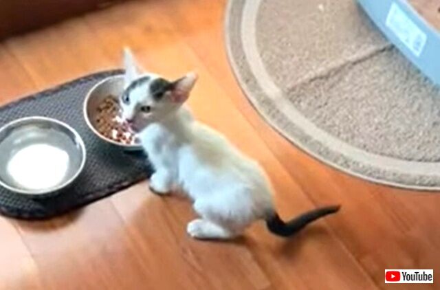 meowing3_640