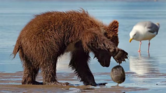 clamncub0