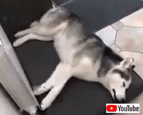 お昼寝中の愛犬が不思議な行動を 眠りながら走るシベリアンハスキー マランダー お昼寝中の愛犬が不思議な行動を 眠りながら走るシベリアンハスキー マランダー