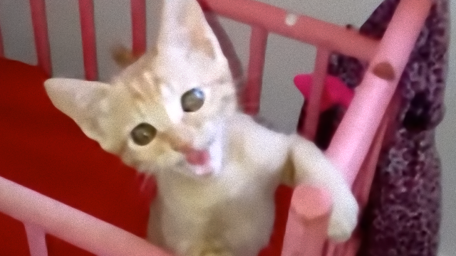 cat-1_e