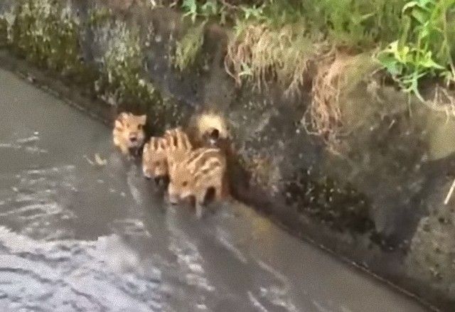 littleboarpiglets3_e