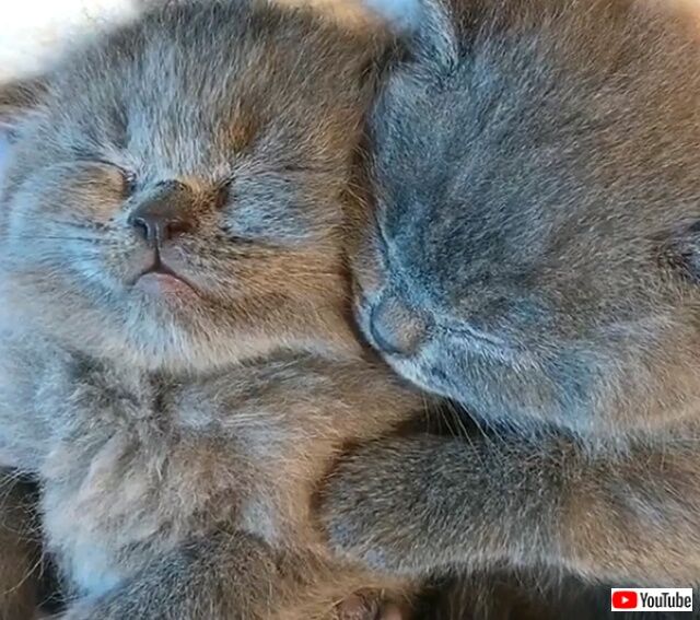 cuddlykitten7_640