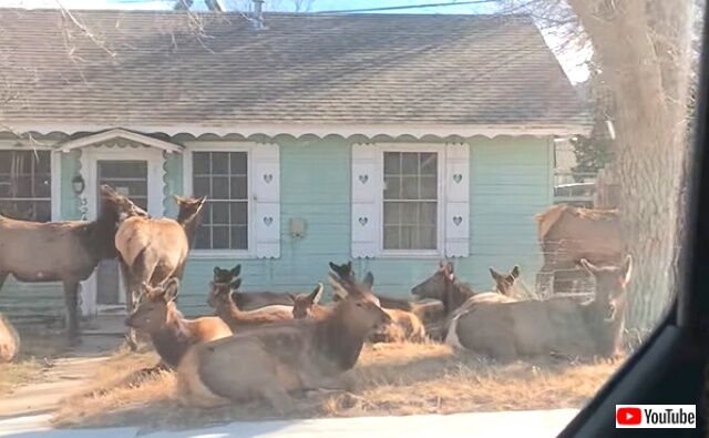 elkherd2_640