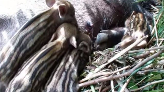 babyboar5_e