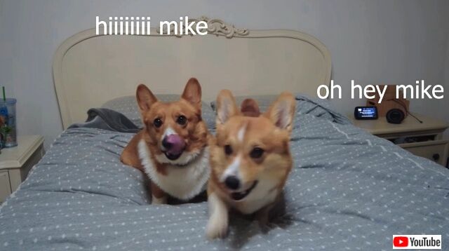 corgis7_640