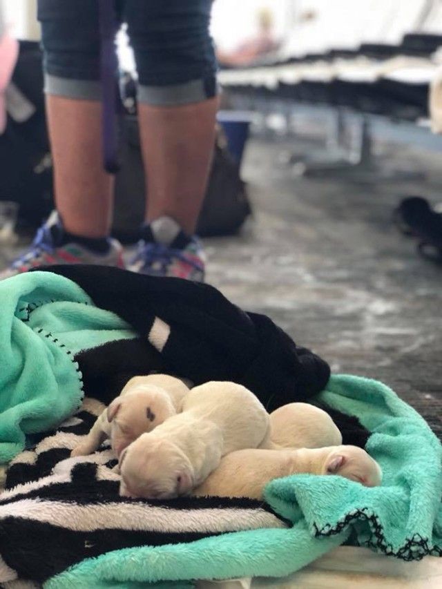 m4lel-service-dog-gives-birth-at-airport-4_e