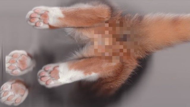 copycat5_e