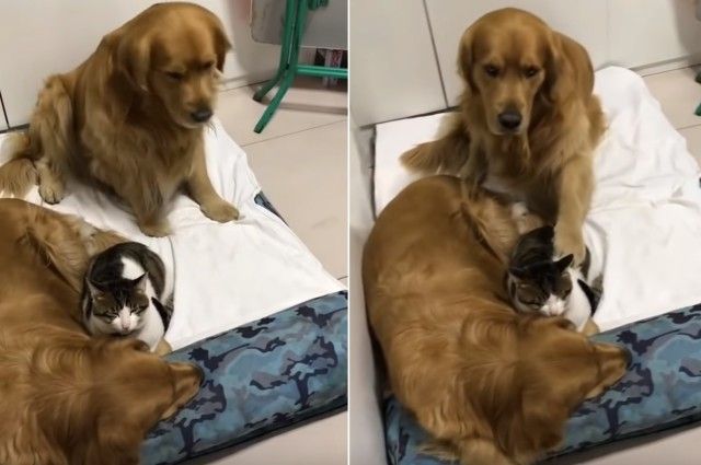catngolden2_e
