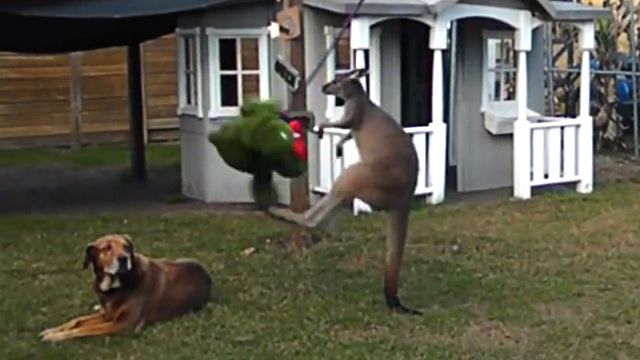 kangaroohippo1