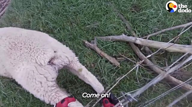 sheep4