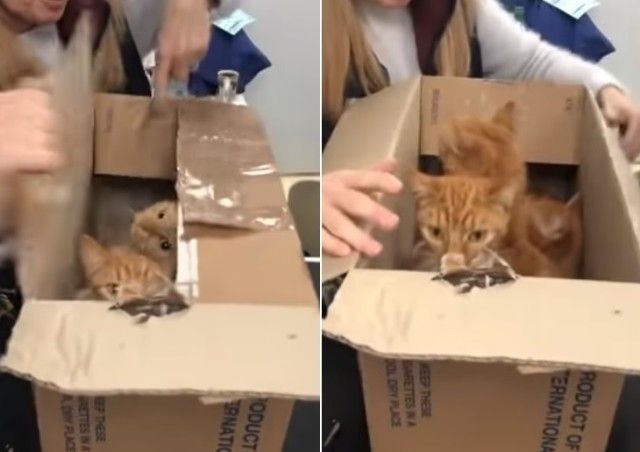 11cats2_e