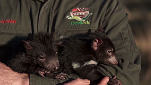 TasmanianDevil6