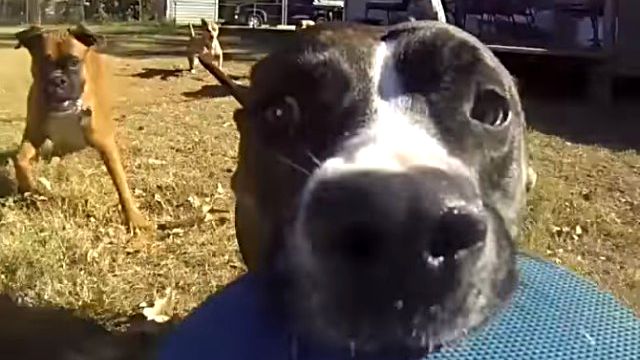 この映像を見たら一目瞭然 飼い主がgoproを買うたったひとつの理由がコレ カラパイア