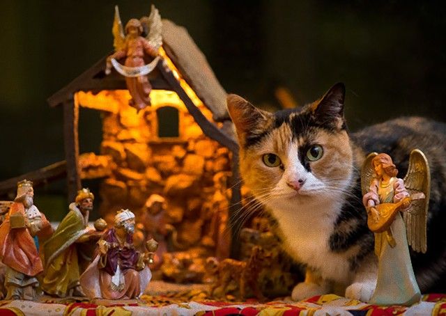 cats-crashing-nativity-scenes-105-5a27c7bdb597b__605_e