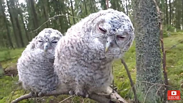 owl7