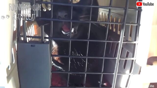 catnvet2_640