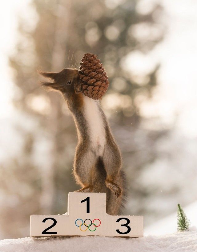 wintersportssquirrel11_e