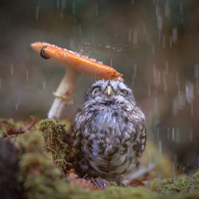 funny-wet-owls1_e
