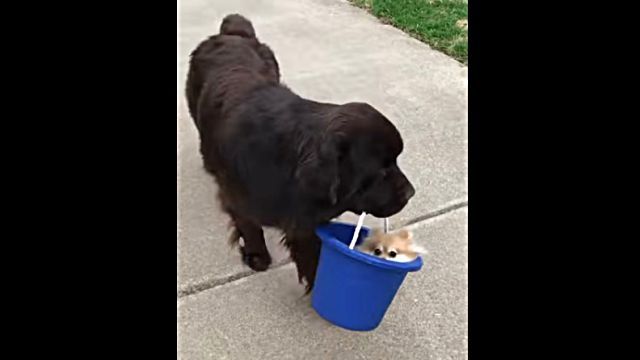 puppyinbuckets0