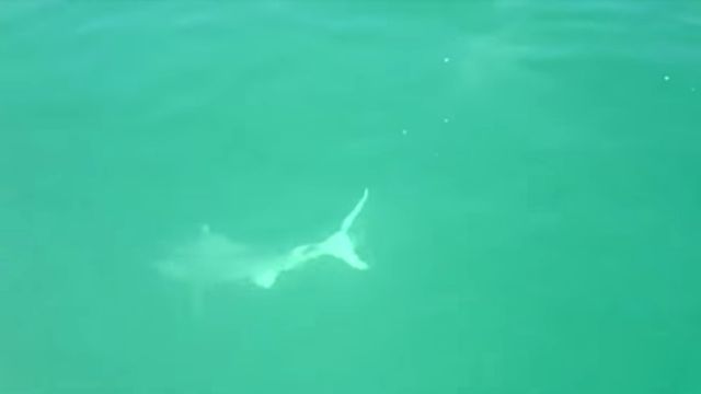 shark4