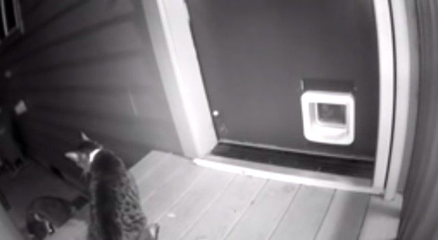 CatChasesRaccoon4_e