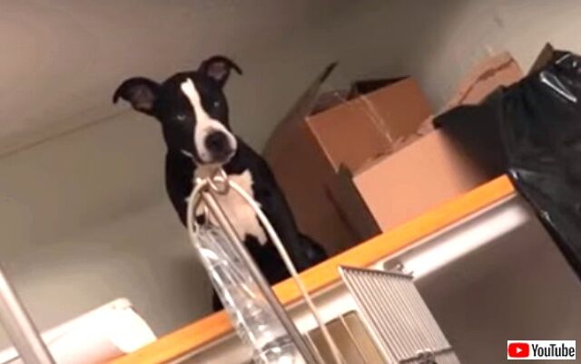 vettechlife5_640