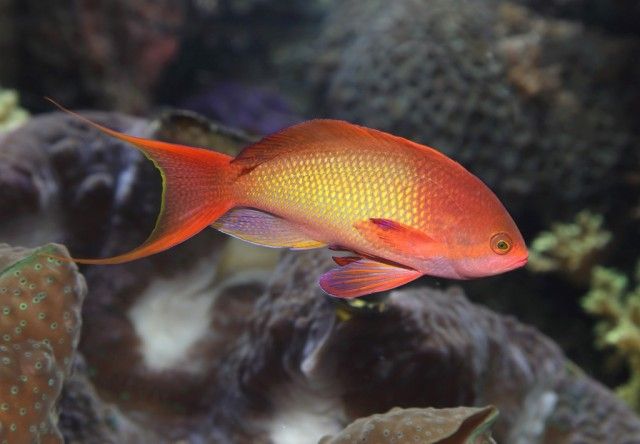 Lyretail-Anthias_e