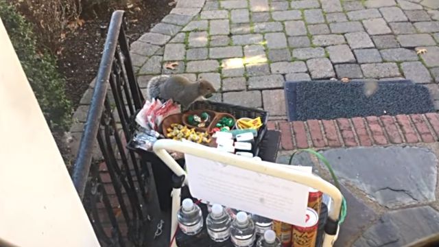 squirrelthief1
