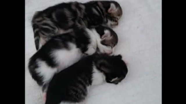 cat-3 (3)