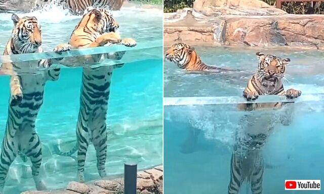bigcatsnpool3_640