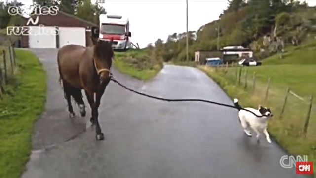 dogpullshorse3