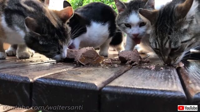 広い庭に住む猫のダルタニャン、仲間たちとお客さんのお出迎えに行く