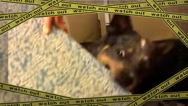 dog2-frame