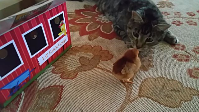 catnchick3