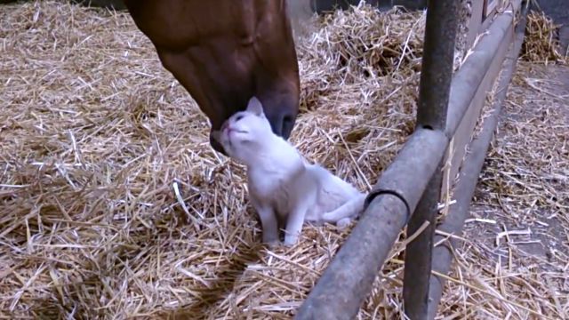 catnhorse3