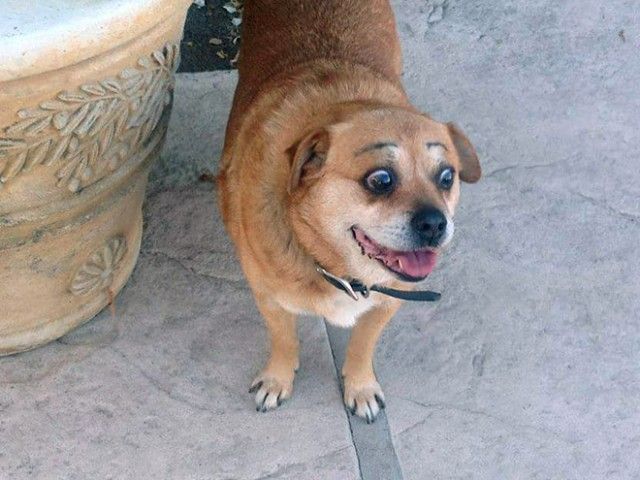eyebrows4_e
