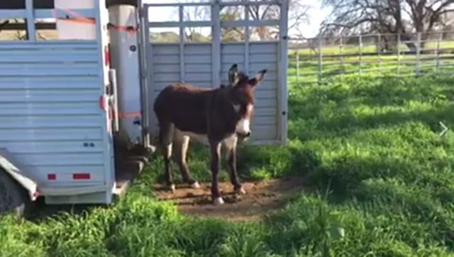 burro2