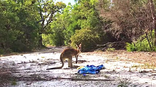 kangaroorescue5