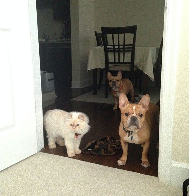 living-with-multiple-pets-user-submissions-2